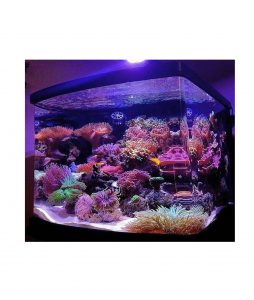 Marine-Acrylic-Aquarium